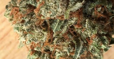 super silver hashplant by bodhi seeds strain review by jean_roulin_420 1