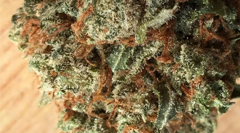 super silver hashplant by bodhi seeds strain review by jean_roulin_420 1