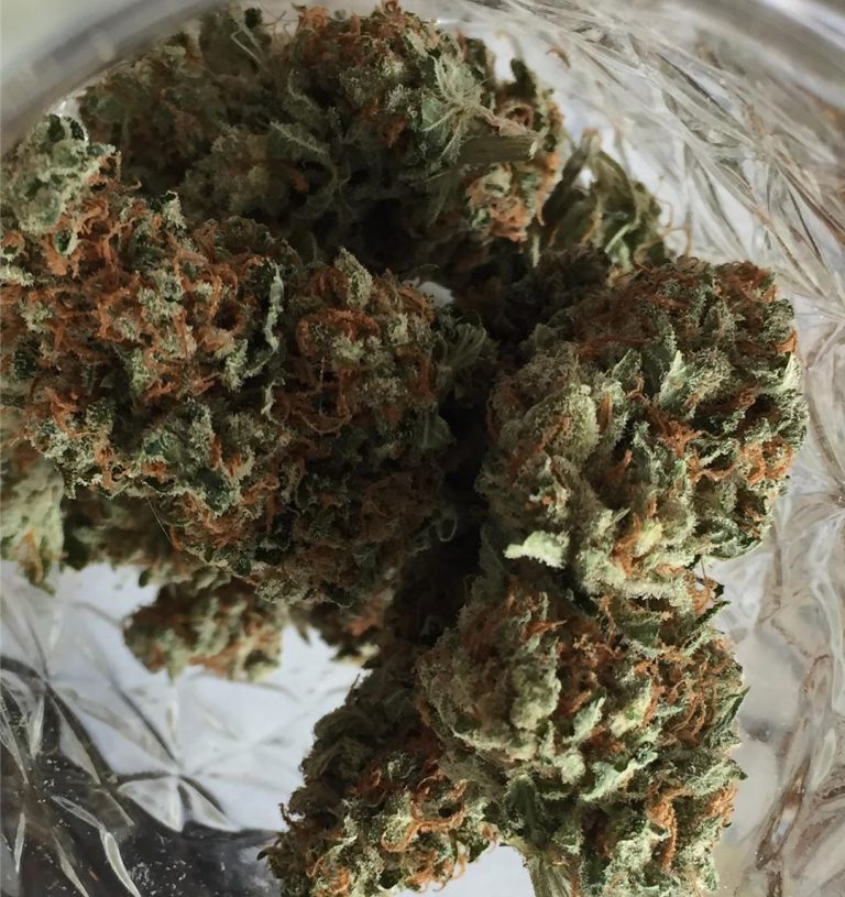 Strain Review Super Silver Hashplant (Super Silver Haze x 88G13HP) by Bodhi Seeds The Highest