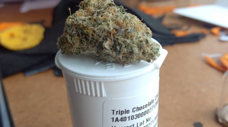 triple chocolate chip by high noon cultivation strain review by pdxstoneman