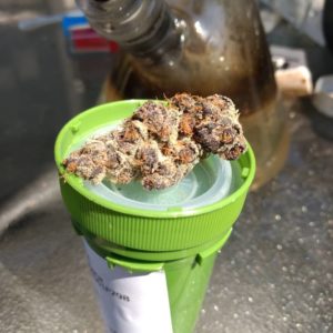 tropicana cookies from treehouse collective strain review by pdxstoneman 2