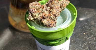 tropicana cookies from treehouse collective strain review by pdxstoneman