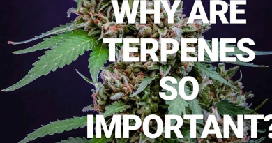 what are terpenes by norcalmedicineman