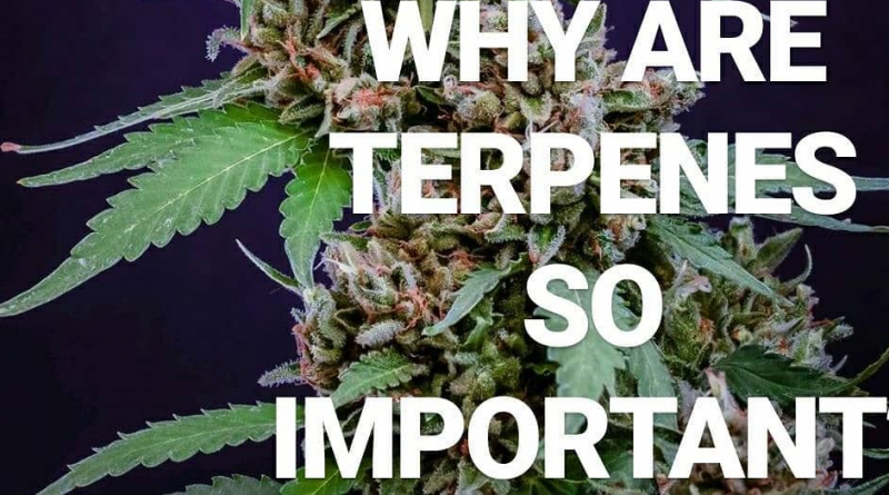 what are terpenes by norcalmedicineman