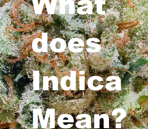 what does indica mean featured image pre 98 bubba kush