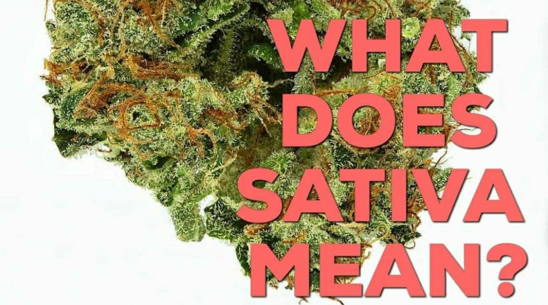 what does sativa mean featured image by kushector