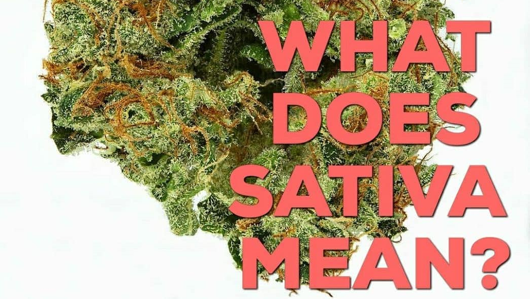 what does sativa mean featured image by kushector