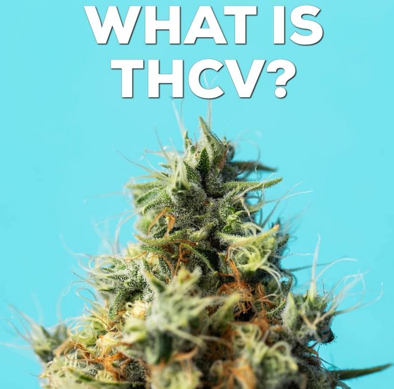 What Is THCV? - The Highest Critic