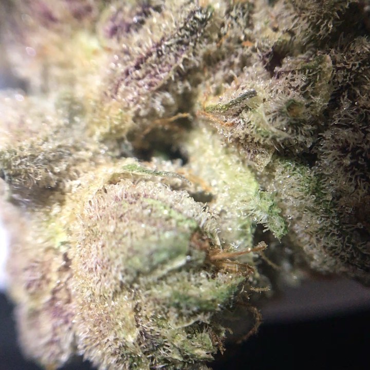 white buffalo truflower from trulieve sativa strain review by indicadam