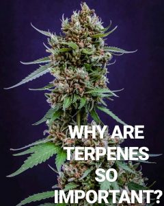 why are terpenes so important by norcalmedicineman