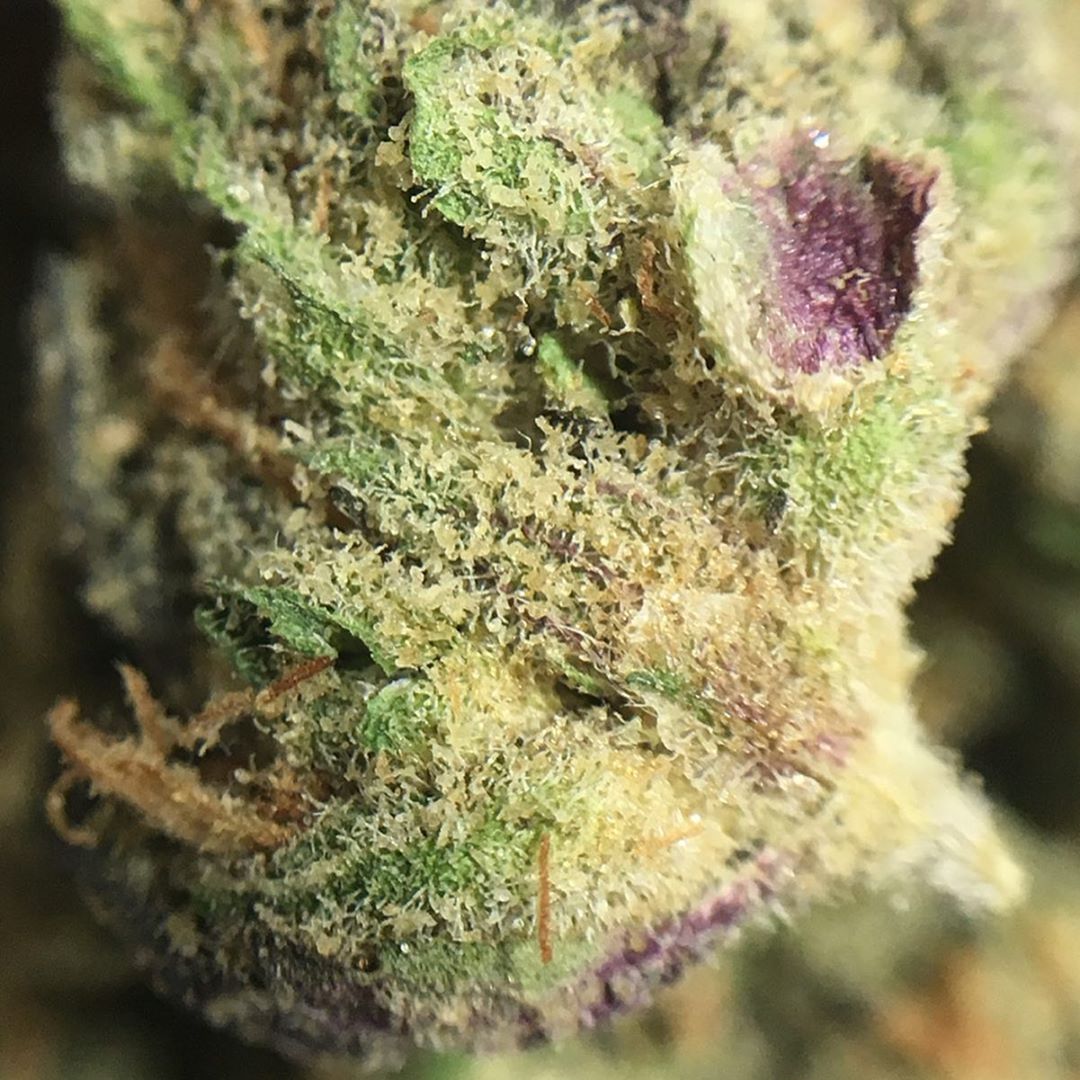 yellow brick road from growhealthy strain review by indicadam