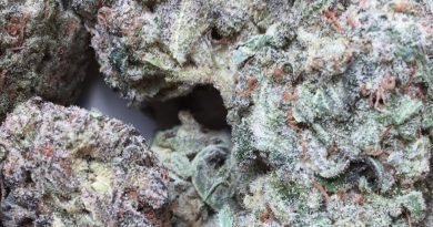 yoda og strain review by jean_roulin_420 1
