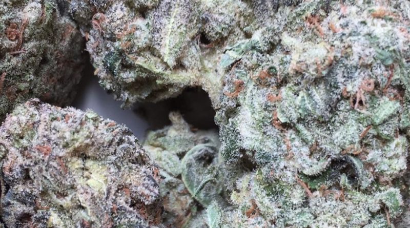 yoda og strain review by jean_roulin_420 1