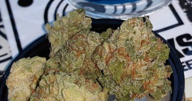 banana pudding by cypress cannabis strain review by sjweedreview