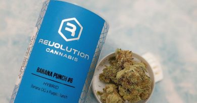 banana punch #6 by revolution cannabis strain review by upinsmokesession