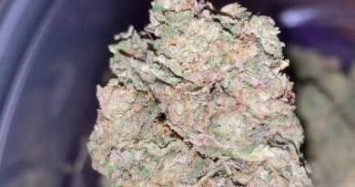 biscotti by cookies fam genetics strain review by thatcutecannacouple