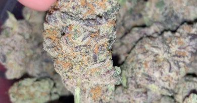 biscotti cakes by cannarado genetics strain review by thatcutecannacouple