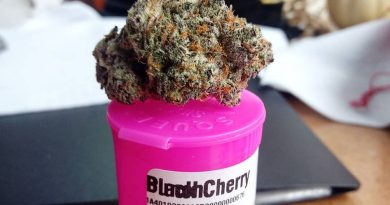 black cherry punch by high noon cultivation strain review by pdxstoneman