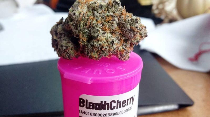 black cherry punch by high noon cultivation strain review by pdxstoneman