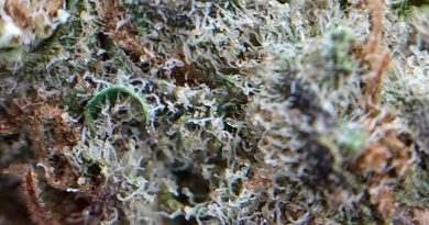 black fire from muv florida strain review by shanchyrls