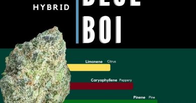 blue boi by ascension strain review by ohio_marijuana 2