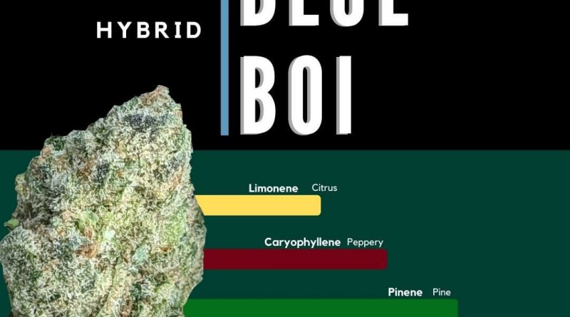 blue boi by ascension strain review by ohio_marijuana 2