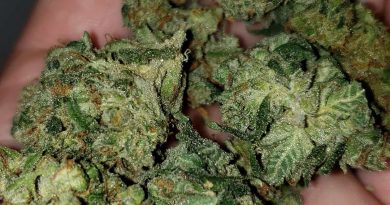 blue bull by stoney girl gardens strain review by high.jjay13