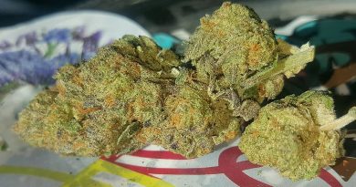 blue cookies and cream strain review by sjweedreview