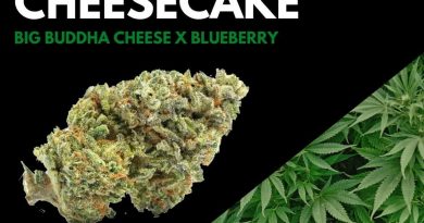 blueberry cheesecake by woodward fine cannabis strain review by ohio_marijuana