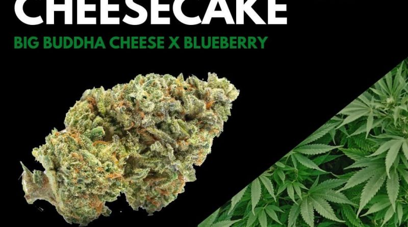 blueberry cheesecake by woodward fine cannabis strain review by ohio_marijuana