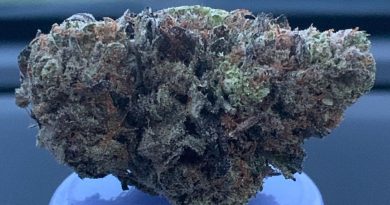 bonfire og by prich biotech strain review by trippietropical