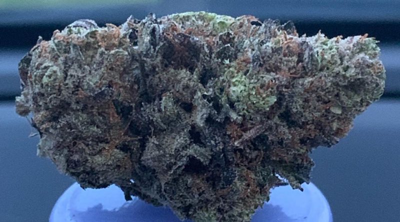 bonfire og by prich biotech strain review by trippietropical