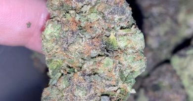 candy cookies by purple caper seeds strain review by thatcutecannacouple