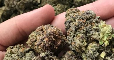candyland by ken estes strain review by thatcutecannacouple