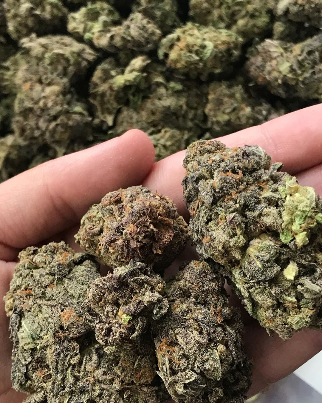 Grand Daddy Purp Candyland Cannabis Seeds - Weed Seeds - Pot Seeds - Bonza  Seedbank