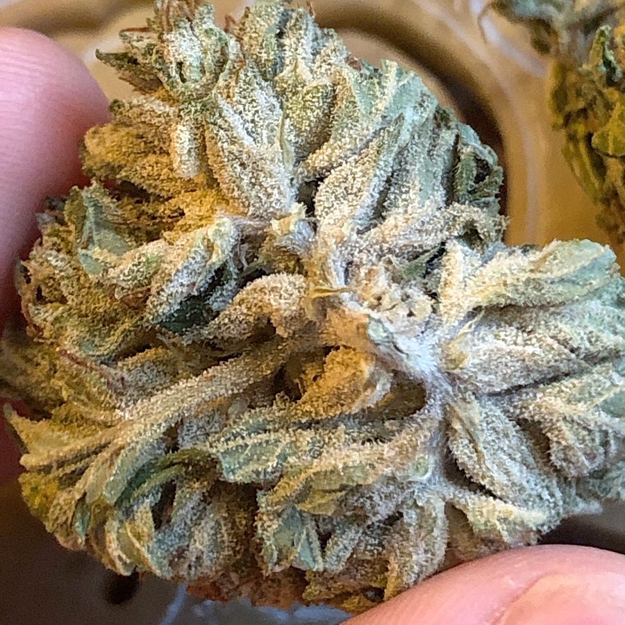 CBG Review: CBG Flower By Solis CBD Farms - The Highest Critic