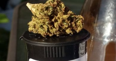 cherry limeade by liontree farms strain review by pdxstoneman