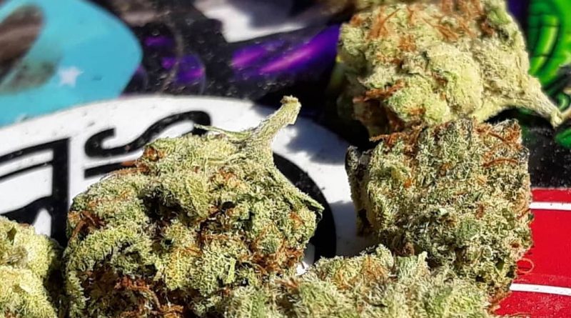 chiesel from the guild san jose strain review by sjweedreview