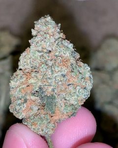 cookie wreck by cannaventure seeds strain review by thatcutecannacouple 2