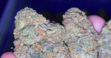 cookie wreck by cannaventure seeds strain review by thatcutecannacouple