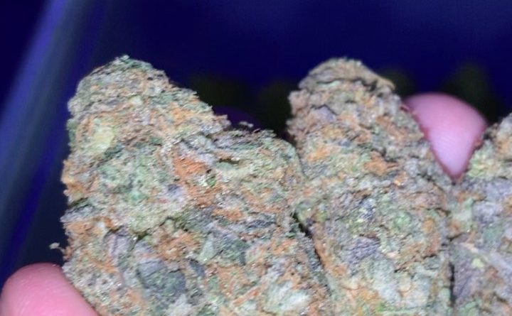 cookie wreck by cannaventure seeds strain review by thatcutecannacouple