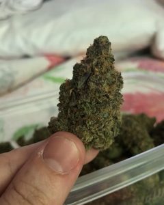 critical cookie by scapegoat genetics strain review by thatcutecannacouple 2