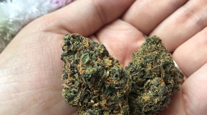 critical cookie by scapegoat genetics strain review by thatcutecannacouple