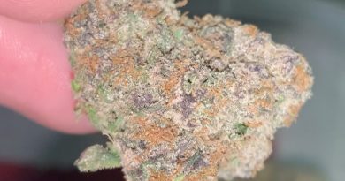demon og by in house genetics strain review by thatcutecannacouple