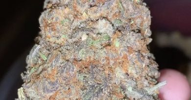 do-si-dos by archive seed bank strain review by thatcutecannacouple