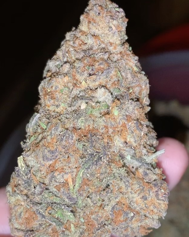 Strain Review: Do-Si-Dos by Archive Bank - The Highest Critic