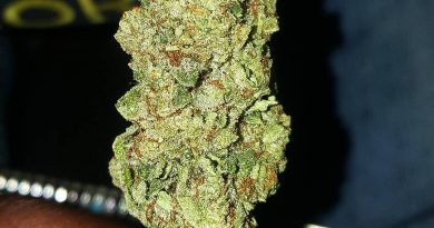 sour jack from MÜV Florida sativa strain review by indicadam