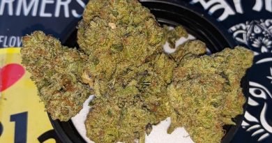 dosido x purple punch by helios strain review by sjweedreview