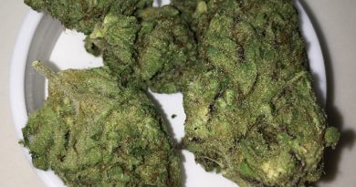 ebony and ivory by one plant strain review by indicadam