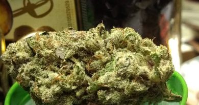 elephant ears 2 by eastwood gardens strain review by pdxstoneman